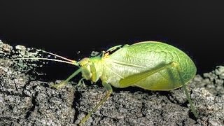 Sounds of Katydids and Crickets at Night [upl. by Aremihc682]