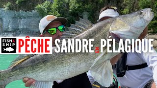 PÊCHE PÉLAGIQUE au LIVESCOPE  Rémi SEIGLER cartonne [upl. by Letta]