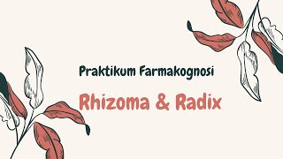 PRAKTIKUM FARMAKOGNOSI MATERI RHIZOMA amp RADIX PART 1 [upl. by Ikeda968]