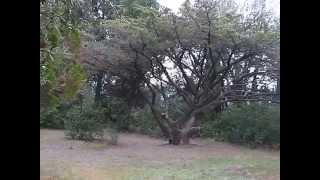 Кипарис мексиканский в алупкинском парке Cypress Mexican in alupkinsky park [upl. by Burwell]