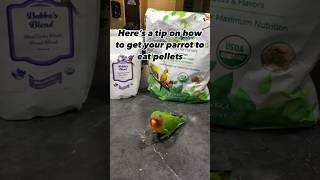 Parrots EAT eggs pellets healthydiet birdtricks shorts [upl. by Ferdinand387]