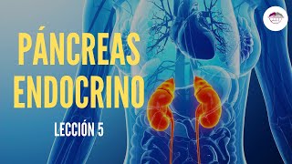 5 PANCREAS ENDOCRINO FISIOLOGÍA DEL SISTEMA ENDOCRINO [upl. by Gnuj]