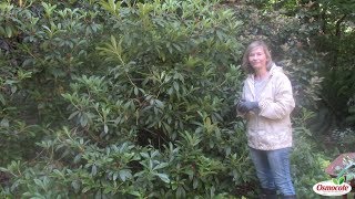 Rhododendron Care Pruning After Blooming [upl. by Lzeil]