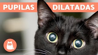 ¿Por qué mi GATO tiene las PUPILAS DILATADAS  CAUSAS más comunes [upl. by Kipton98]