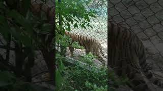 Nagpur Maharajbagh Zoo🐘🐼🐯nagpur [upl. by Becker]