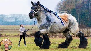 Les Chevaux Les Plus Grands du Monde [upl. by Beniamino]