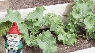 When and How to Harvest Kale [upl. by Ardnassela]