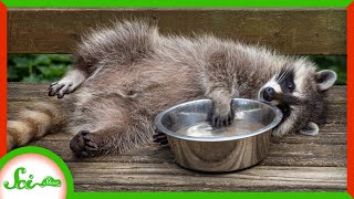 Raccoons Don’t Really Wash Their Food [upl. by Galligan]