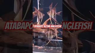 ATABAPO ALTUM ANGELFISH ‼️ manfish angelfish shorts shortsvideo [upl. by Oitaroh875]