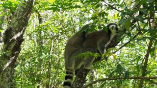 Ringtail lemurs mating Rare film [upl. by Eelrebmyk97]