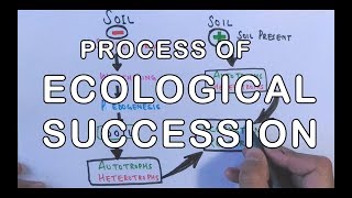 Process of Ecological Succession  Primary amp Secondary Succession Concept [upl. by Thrasher]