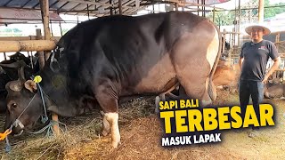 Sapi Bali Terbesar Baru Turun Ke Lapak Bli Sapi [upl. by Terrene15]