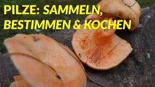 Alles über Pilze Sammeln Bestimmen amp Kochen Edelreizker MaronenRöhrling  WildpflanzenTV [upl. by Nahgaem]