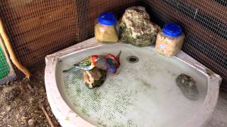 Rosellas bath time [upl. by Tertius857]