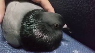 Cute Pigeon Cooing Cuddling Sound [upl. by Nairda]