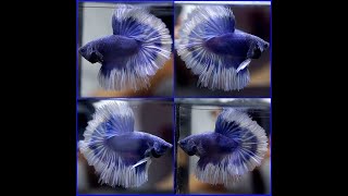 Live Betta Fish AZURE BLUE WHITE BANDING Rosetail HM Male A330 [upl. by Yrogerg]