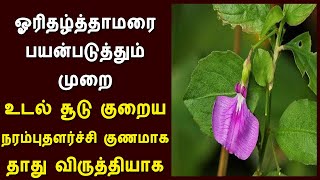 orithal thamarai benefits tamil  ஓரிதழ்த்தாமரை பயன்படுத்தும் முறை  ஓரிதழ் தாமரை சூரணம் செய்முறை [upl. by Kerad]