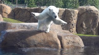 Polar Bear Nora Loves Diving Into Her Pool [upl. by Leamiba]