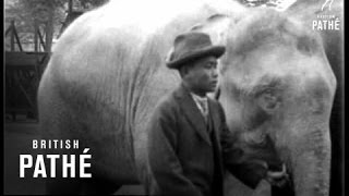 A Real White Elephant 1926 [upl. by Deer]