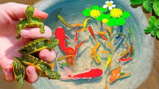 Catching Rare Turtle Nest In Tiny Pond Pencil Fish Aquarium Fish Neon Fish PingPong Pearl Fish [upl. by Fiorenza]