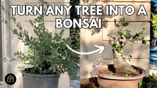 STEP BY STEP HOW TO MAKE A BONSAI TREE FOR AQUARIUM [upl. by Schug]