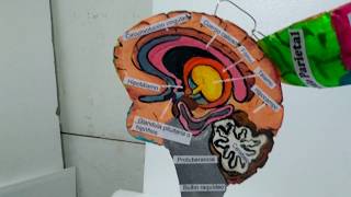 Maqueta del cerebro [upl. by Oderfodog561]