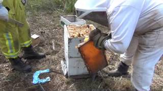 Harvesting full honey frames from a langstroth beehive [upl. by Livingstone409]