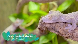 Giant Leaftail Geckos [upl. by Penrod85]