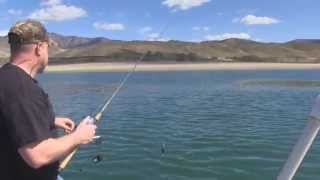 Trout and Kokanee Fishing on Lake Roosevelt [upl. by Lucinda]