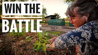 PROVEN SQUASH VINE BORER PREVENTION  A Full Evening on the Homestead [upl. by Acinorev]