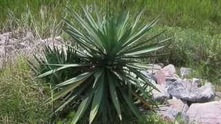 What is Yucca  GardenersHQ Plant Growing Guides [upl. by Yanttirb]