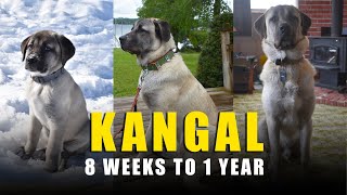 TURKISH KANGAL DOG  EVOLUTION  8 WEEKS TO 1 YEAR [upl. by Cargian956]