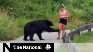 Viral video sparks debate about BC bears [upl. by Allsun]