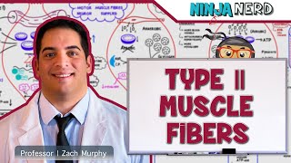 Musculoskeletal System  Type II Muscle Fibers  Type IIa amp IIx [upl. by Gilud]