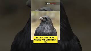 Crows Hold Grudges Against Humans for Years 🐦🤯  Press Xpress [upl. by Strepphon]