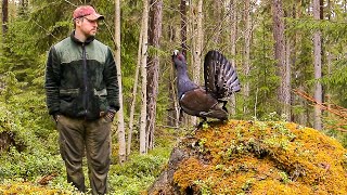 Galen tjädertupp  Tjäder  Tjäderspel  Capercaillie [upl. by Drake]