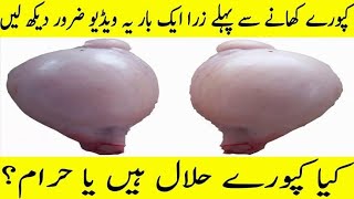 Kapooray Khana Halal Hai  Kya Bakri K Kapooray Goat Testicles Khana Hala hai بکرے کے کپورے کھانا [upl. by Bidle278]