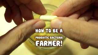 Growing your own Probiotic Bacteria fruit ferment [upl. by Horbal]