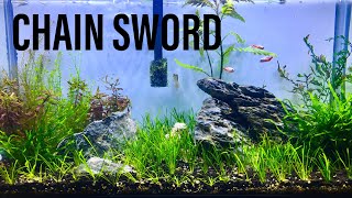 Planting Pygmy Chain Sword  Echinodorus Tenellus [upl. by Waly]