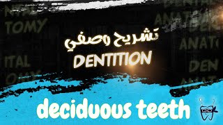 012 dentition  DECIDUOUS teeth Anterior AND Posterior [upl. by Chatav]