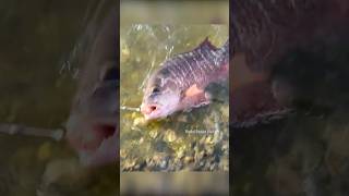 Mangrove Jack Fish catching in Live Prawn Bait fishingtecnique fishingislife fish fishing [upl. by Agn]