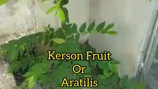 KERSON FRUIT  ARATILIS [upl. by Ashely184]