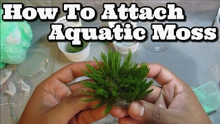 How to attach Moss To Driftwood Easy Flame Weeping and Java [upl. by Aseuqram541]