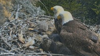 Earthquake California 53 Caught Live On Bald Eagle Nest Cam Sauces Canyon Channel Islands 4518 [upl. by Wallach]