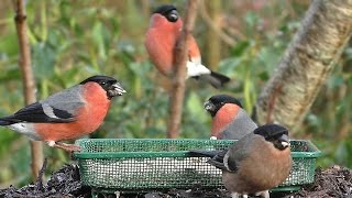 Bullfinch Bird Bonanza [upl. by Jemine]