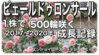 500輪以上咲くピエールドゥ ロンサールの成長記録 Growth record of Pierre de Ronsard with more than 500 flowers [upl. by Winnick145]