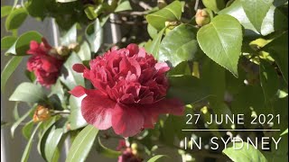 How to Grow Camellias from Cuttings in winter  🌺 Camellia propagation my bucket and cone method [upl. by Disini]