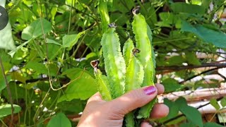 1st harvest ng sigarilyas Gardening for food [upl. by Babby]