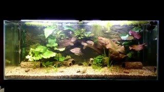 450 l Africa with Plecos 1 [upl. by Sybyl370]