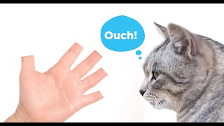 The Truth About Declawing [upl. by Morna]